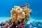Coral reef with yellow soft coral sarcophyton at the bottom of tropical sea in on blue water background