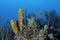 Coral Reef Yellow Sponge