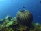 Coral reefs at Amed, Sunken ship diving site, Bali, Indonesia.