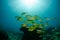 Coral reefs from the sea of cortez, Mexico