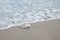 Coral Rock Washed Ashore on the Beach