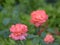 Coral rose blossoming on natural green background