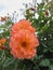 Coral rose floribunda flowers