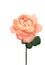 Coral rose on stem, flower,isolated