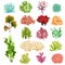 Coral and seaweed. Underwater flora, sea water seaweeds aquarium kelp and corals. Ocean plants vector set