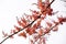 Coral Shower, Pink Shower Tree Seeds Cassia grandis