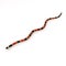 Coral snake