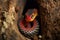 a coral snake slithering out of a hole, tongue flicking, ready to strike