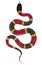 Coral snake vector illustration