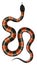 Coral snake vector illustration.