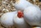 Coral Snow Baby Snake Hatching from where eggs