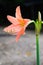 Coral star lily (Hippeastrum sp., Family: Amaryllidaceae)