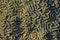 Coral Texture Golden Hour Marine life Background