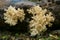Coral tooth fungus, Hericium coralloides