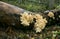 Coral tooth fungus, Hericium coralloides