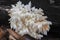 The Coral Tooth Hericium coralloides is an edible mushroom