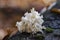 The Coral Tooth Hericium coralloides is an edible mushroom