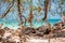 Coral that tourists hang on the tree at Ta-Yai Beach on Koh Larn, Pattaya, Thailand.