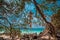 Coral that tourists hang on the tree at Ta-Yai Beach on Koh Larn, Pattaya, Thailand.