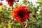 Coral Tree blossom in Goleta, California