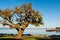 Coral Tree in Chula Vista with San Diego Bay