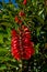 Coral tree or Erythrina evergreen decorative asian bush, closeup