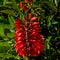 Coral tree or Erythrina evergreen decorative asian bush, closeup