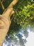 Coral tree. Erythrina indica. Vertical photo image.