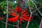 Coral Tree Erythrina Speciosa