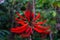 Coral Tree Erythrina Speciosa