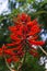 Coral Tree Erythrina Speciosa