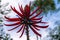 Coral Tree Erythrina Speciosa
