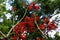 Coral Tree Erythrina Speciosa
