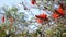 Coral tree red flower in garden, California USA. Erythrina flame tree springtime bloom, romantic botanical atmosphere