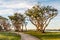 Coral Trees at Embarcadero Park North in San Diego