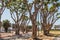 Coral Trees at Embarcadero Park South in San Diego