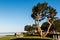 Coral Trees and Picnic Tables at Chula Vista Bayfront Park