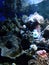 Coral underwater aquarium SeaWorld Indonesia