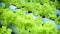 Coral vegetable in water trough of hydroponics