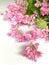 Coral Vine Or Antigonon Leptopus Hook Flower close up white