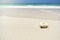 Coral on a white sands beach in Maldives.