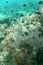 Coraline algae coral