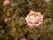 Corall creamy rose dying in autumn garden. Wilted rose. Sad fall mood. Wilting roses in fall. Vintage low saturated