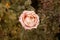 Corall creamy rose dying in autumn garden. Wilted rose. Sad fall mood. Wilting roses in fall. Vintage low saturated