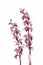 Corallorhiza striata - Coral-Root Orchid