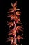 Corallorhiza striata or Striped Coralroot