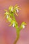 Corallorhiza trifida, Coralroot Orchid, flowering European terrestrial wild flower in nature habitat, detail of bloom, green clear