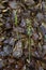 Corallorhiza trifida - Wild plant shot in the spring