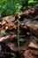 Corallorhiza trifida - Wild plant shot in the spring