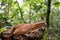 Corallus annulatus annulated tree boa from rainforest jungle